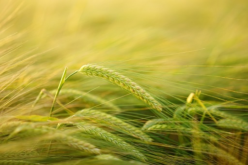 totalna biologia przyczyna jęczmienia na oku. konflikt splamienia oskarżenie publiczne